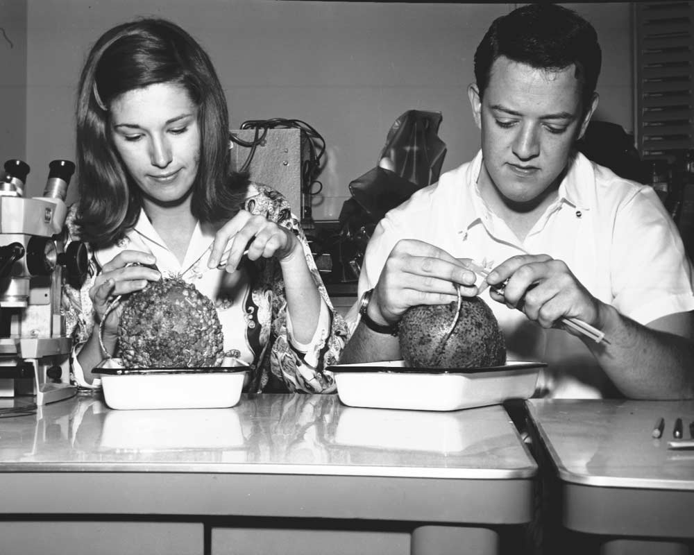 Two students - including one of the first women to attend Texas A&M - work in a lab in 1965