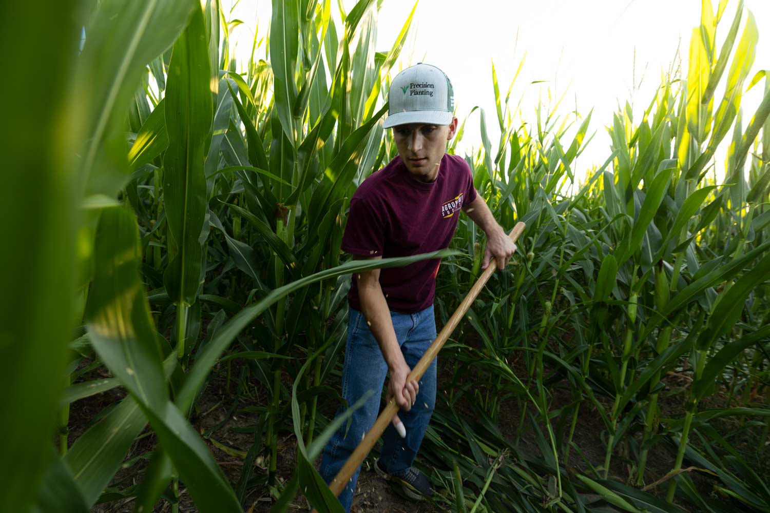 Student in the Agronomy Society cutting down corn for a corn maze.